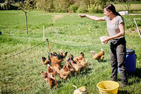Hühner auf der Ferme des Gadelles
