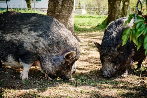 La Ferme des Gadelles