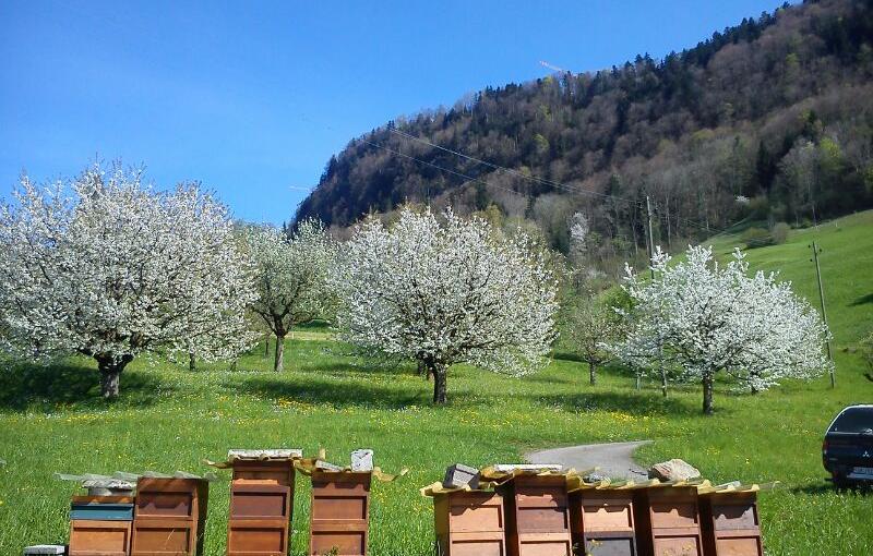 Bergimkerei Achermann, Bürglen