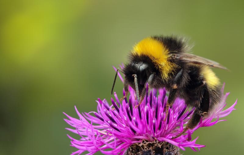 Eine Hummel auf einer Kornblume